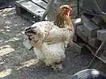 Poule Brahma fauve herminé noir