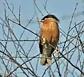 Au Keoladeo National Park (Bharatpur, Rajasthan, Inde)