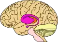 Vue schématique de l'encéphale : en rose le noyau caudé et putamen, en orange le thalamus