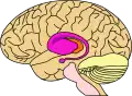 rose = noyau caudé et putamen, orange = thalamus