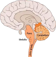 Schéma d'une coupe latérale du cerveau