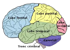 Le cerveau vu de côté, le cervelet, le tronc cérébral.