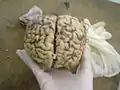 Cerveau de vache préparé pour la dissection