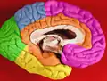Lobe limbique (en orange) de l'hémisphère cérébral gauche.