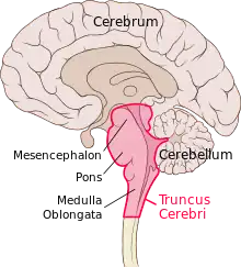 Dessin d'un coupe anatomique sagittale d'un encéphale humain, montrant la face interne de l'hémisphère cérébral droit, ainsi que le tronc cérébral
