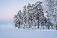 Dans un atmosphère neigeuse rose et bleue, la lisière d'une forêt entre dans un champ.