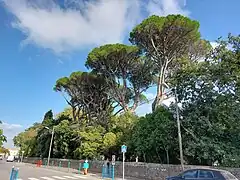 Les cèdres du parc des Essarts, vus depuis l'avenue Charles de Gaulle.