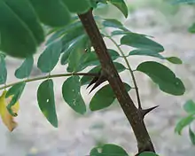 Branche de Robinier faux-acacia.