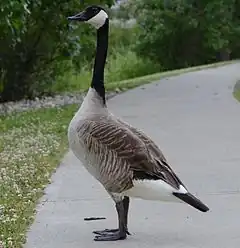 Photo d'un oiseau, une bernache du Canada, se tenant sur ses deux pâtes sur une petite route piétonne, au bord de l'herbe. Sa tête est noire et blanche, son cou est noir et son corps avec ses plumes forment un mélange de blanc et de marron, avec le bout de sa queue étant noire.