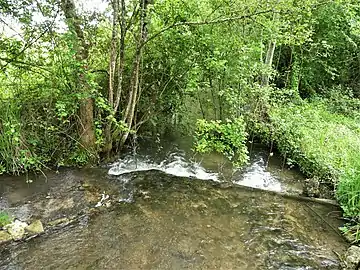 Bras de la Lizonne dans l'impasse du Canard Sauvage.