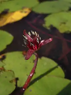 Cabombaceae ou Brasenia