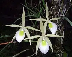 Description de l'image Brassavola flagellaris Orchi 05.jpg.