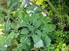 Type naturel du Chou commun (Brassica oleracea), à l'origine de toutes les variétés cultivées.