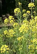 navette en fleurs