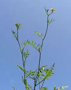 Description de l'image Brassicaceae20090613 104.jpg.