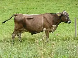 Photo couleur d'une vache brune. Elle est écornée et a un mufle noir cerclé de blanc. Ses oreilles sont velues.