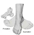 Gauche pronation, (milieu), droite supination.