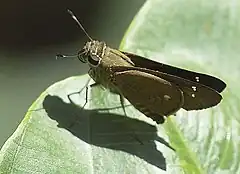 Description de l'image Brazilian Skipper (Calpodes ethlius -- Family- Hesperiidae). Corkscrew Swamp Sanctuary.jpg.