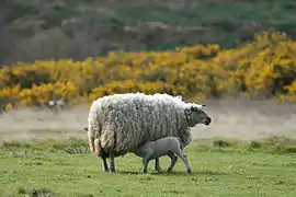 Brebis nourrissant son agneau