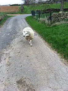 Brebis sur un chemin situé sur les hauteurs, au nord-ouest du village.