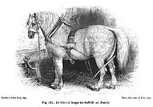 Gravure représentant un cheval de profil gauche, attaché à sa mangeoire, et tout équipé pour le trait.