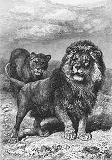 Lion du CapAlfred Edmund Brehm