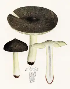 Dessin de deux champignons avec un chapeau noir et un pied blanc taché de jaune, un champignon en coupe longitudinale et un détail des basides avec les spores