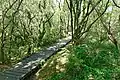 Sentier aménagé par platelage dans la tourbière du Mougau.