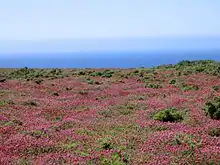 Lande littorale à bruyère du Cap de la Chèvre (Finistère, France).