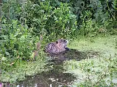 Dans la verdure d'une berge, en Bretagne