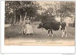 Vache bretonne pie-noir dans les Landes