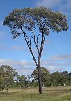 Description de l'image Brigalow tree.jpg.