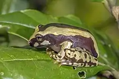 Description de l'image Bright-eyed frog (Boophis cf. roseipalmatus) juvenile, Montagne d’Ambre.jpg.