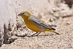 Description de l'image Bright-rumped Yellow-Finch (8077601983).jpg.