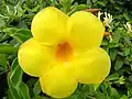 Fleur d’Allamanda cathartica