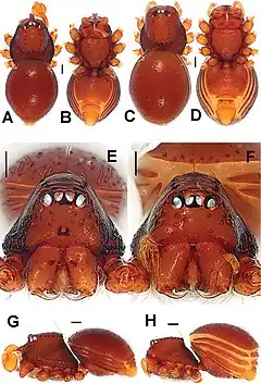 Description de l'image Brignoliella besutensis (10.3897-zookeys.661.10677) Figure 10.jpg.