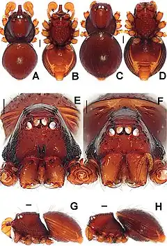 Description de l'image Brignoliella michaeli (10.3897-zookeys.661.10677) Figure 13.jpg.