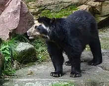 Ours à lunettes (Tremarctos ornatus)