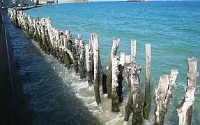 Troncs d'arbres servant de brise-lames, Saint-Malo (France).