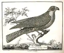 Planche de l’Ornithologie représentant un faucon.Gravure de François-Nicolas Martinet.