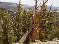 Les plus vieux arbres connus au monde furent jusqu'en 2008 des pins de Bristlecone (Pinus longaeva) comme ici dans les Inyo Mountains, en Californie. Ils peuvent vivre plus de 4 000 ans, certains individus ont presque 5 000 ans.