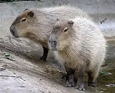 Capybaras (Hydrochaeris hydrochaeris)