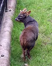 Un pudu puda, le plus petit cervidé existant