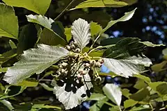 Description de l'image Bristol whitebeam, Sorbus bristollensis, Kew Gardens.jpg.