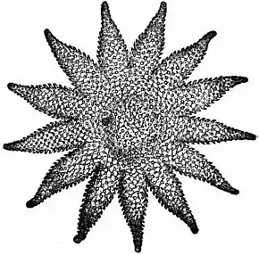 Description de l'image Britannica Echinoderma 17.jpg.