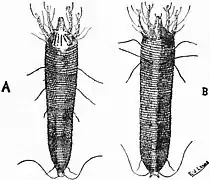 Cecidophyopsis ribis (A); P. avellanae (B)