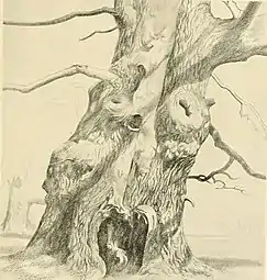 Chêne, illustration pour British trees (1907).