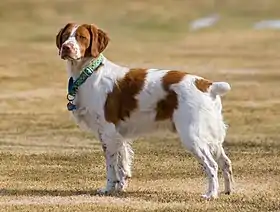 Un chien blanc et roux avec un collier vert. Au collier sont attachées des médailles rondes de quelques centimètres