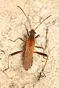 Alydus pilosulus