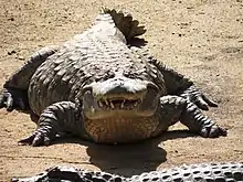 Caïman à museau large (Caiman latirostris). Inoffensif pour l'homme, il mange principalement des escargots et d'autres mollusques et crustacés. Il est aussi capable de chasser des reptiles et aussi des petits mammifères en cas de nécessité.